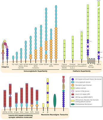 To Stick or Not to Stick: The Multiple Roles of Cell Adhesion Molecules in Neural Circuit Assembly